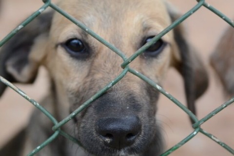 Cidade em SP multa em até R$ 10 mil quem viaja e deixa pet sozinho em casa