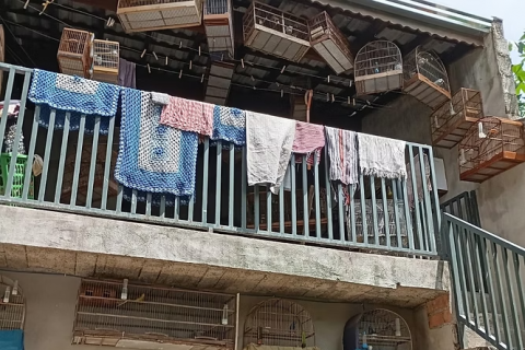 GUARDA CIVIL MUNICIPAL FAZ GRANDE APREENSÃO DE AVES SILVESTRES